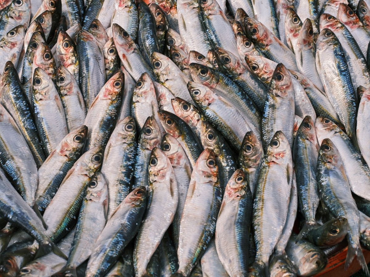 Omega 3: visolie